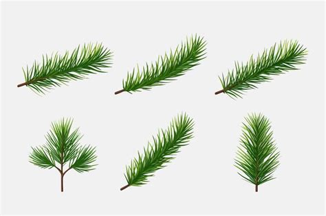 Premium Vector Pine Tree Branch Set Realistic Vector Illustration