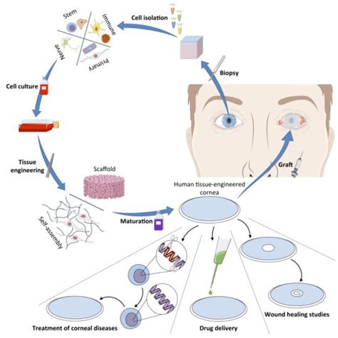 Ijms Free Full Text The Human Tissue Engineered Cornea Htec