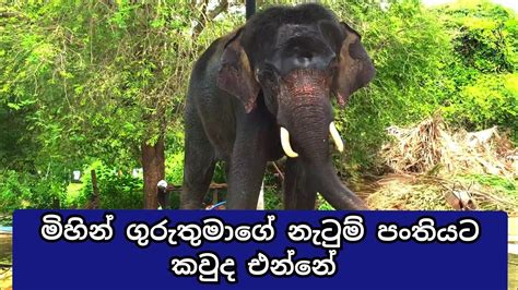 කවුද එන්නේ මිහින් ගුරුතුමාගේ නැටුම් පංතියට ගජගා වන්නම මුල සිට ඉගෙන ගන්න