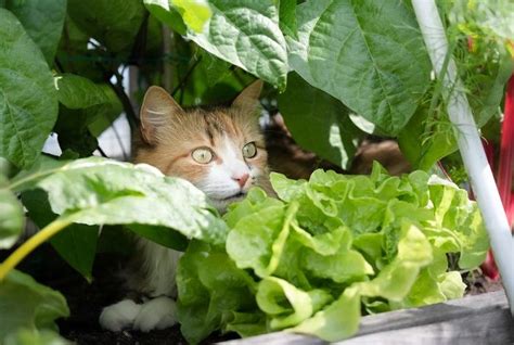 Trucos Para Mantener A Los Gatos Alejados De Las Plantas Mininos Es