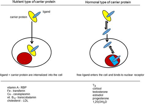 Frontiers Vitamin D Binding Protein A Historic Overview