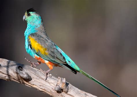 Types Of Australian Parrots