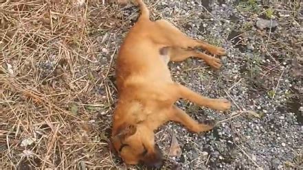 Cane Lanciato E Abbandonato Sulla Pontina Latina News