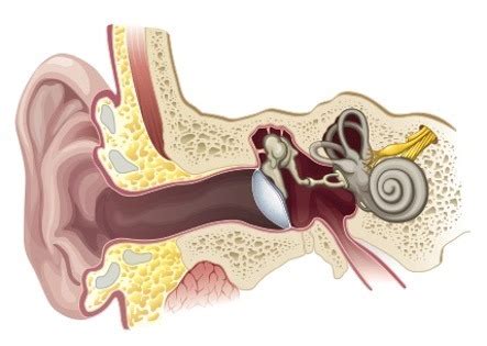 A&P Ear Diagram Labeled Diagram | Quizlet