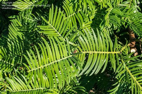 PlantFiles Pictures Japanese Plum Yew Harrington Plum Yew Cow Tail