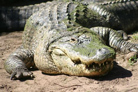 Alligator ~ Animals World