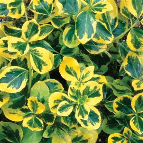 Proven Winners Gold Splash Wintercreeper Euonymus Live Evergreen