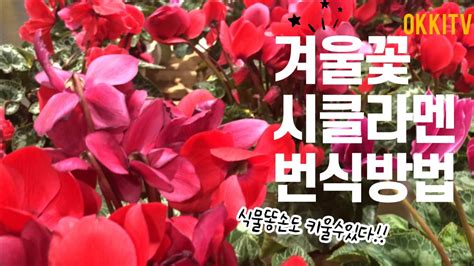 겨울꽃 시클라멘 번식방법🌿 물주기 식물 초보자도 키울 수 있다 Youtube