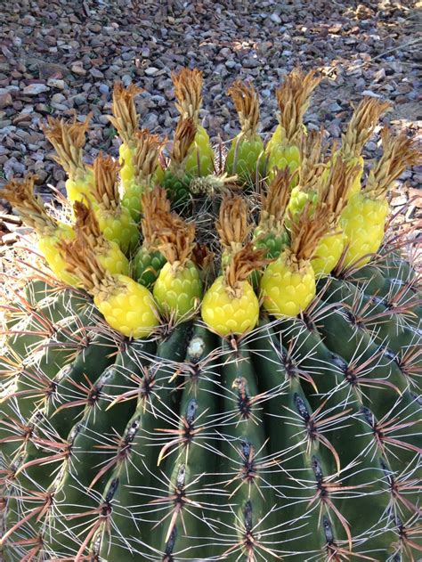 Barrel Cactus PHX Arizona Barrel Cactus Plants Cactus