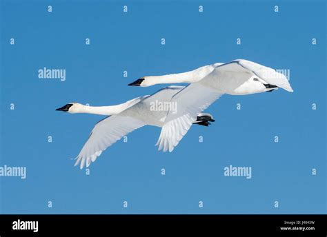 Alaska; Migration; Waterfowl; Trumpeter Swans; Migration Stock Photo ...