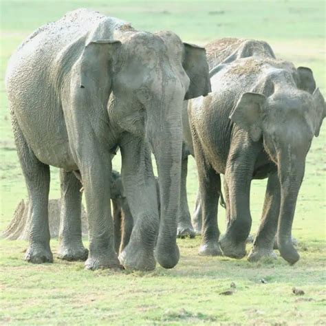 10 Asian Elephant Facts (What Makes Them So Unique)