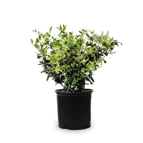 White Variegated Pittosporum Foundation/Hedge Shrub in Pot (With Soil) (L10907) Lowes.com ...