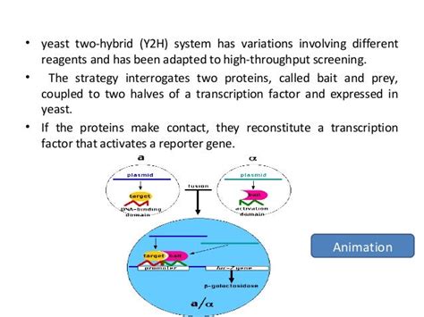 Protein Protein Interaction