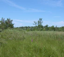 Eastern Massasauga Rattlesnake - Michigan Natural Features Inventory