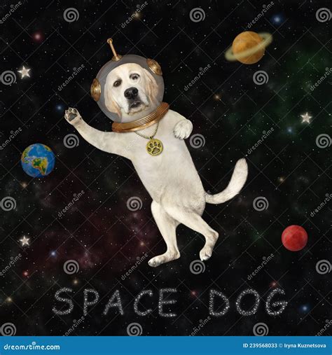 Labrador De Perros En El Espacio Ultraterrestre Imagen De Archivo