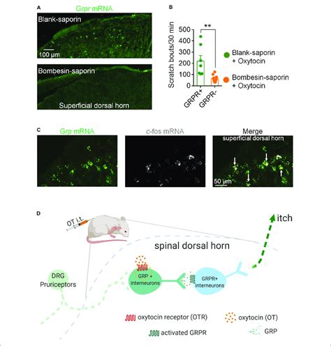 Ablation Of Grpr Neurons Reduced Ot Induced Scratching Behaviors In