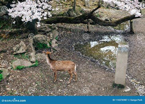 Deer with Cherry Blossoms at Nara Deer Park in Japan Stock Image ...