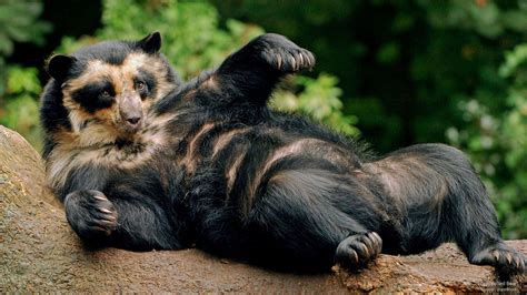 🔥 The Spectacled Bear The Only Bear Species Native To South America