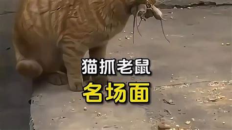 现实版猫抓老鼠，汤姆与杰瑞的战争从未停止 猫和老鼠 猫捉老鼠 萌宠视频 搜狐视频