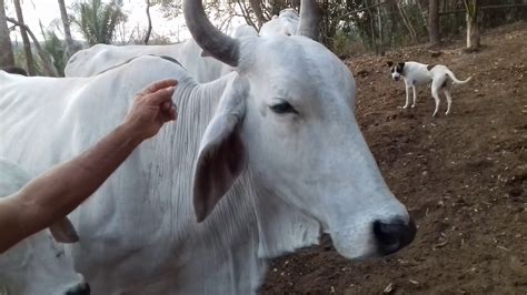 Como Cura A Broca Do Chifre De Gado Ou Vaca Youtube