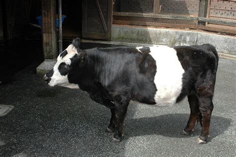 11 Rarest Cattle Breeds in the World (With Pictures) | Pet Keen