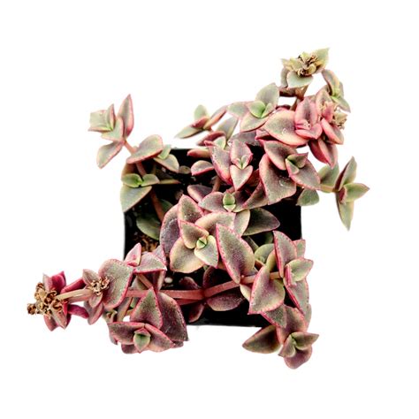 Crassula Marginalis Rubra Variegata Calico Kitten