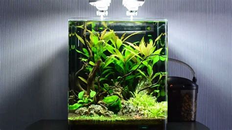 The Best Nano Tank Setups The Aquarium Guide