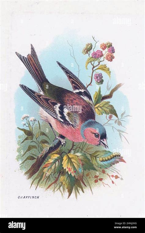 Vintage Bird illustrations Stock Photo - Alamy