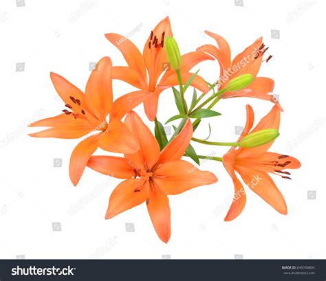 Beautiful Orange Lily Flower Bouquet Isolated Stock Photo 649749805