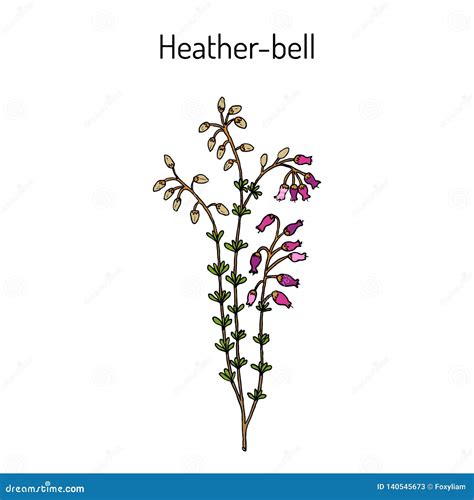 Heather-bell Erica Cinerea , Medicinal, Ornamental And Honey Plant