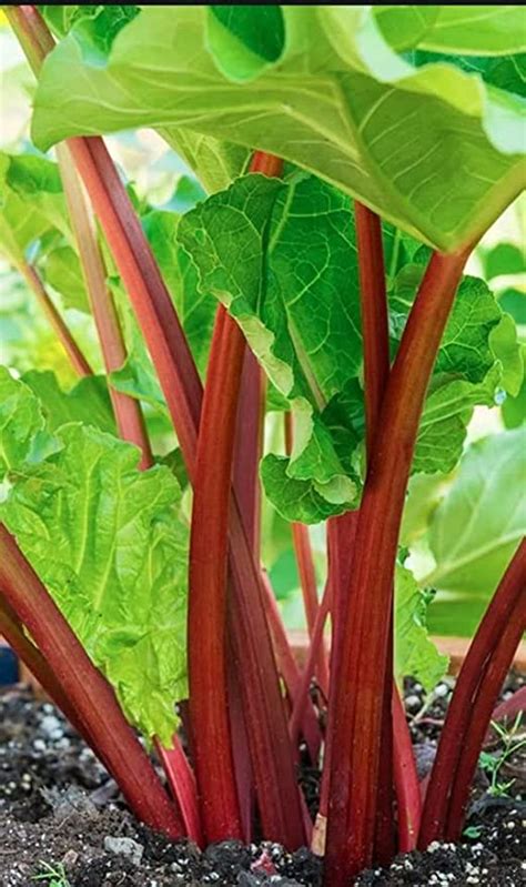 Victoria Rhubarb Crown Ready To Plant Super Healthy Perennial Comes