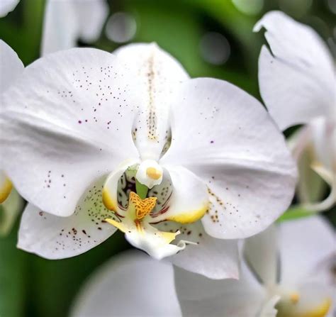 Most Common Orchids Diseases And How To Treat Them