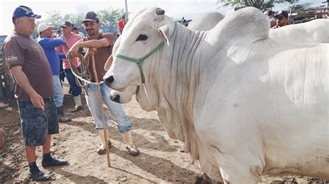 Gado De Luxo E Pre O Bom Na Feira Em Cachoeirinha Pe