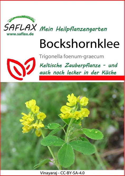 Saflax Bockshornklee 1 Packung Bloomling Österreich