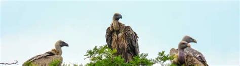 23 Types of Vultures: Species, Facts and Photos