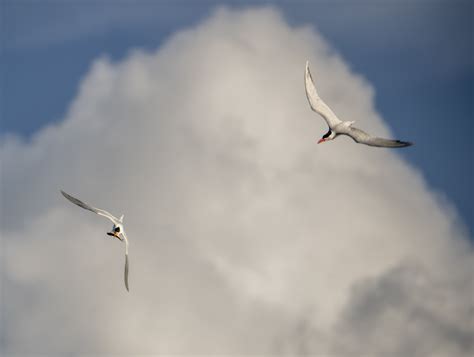 Romantic Terns and Killer Robots — Allan Walls Photography