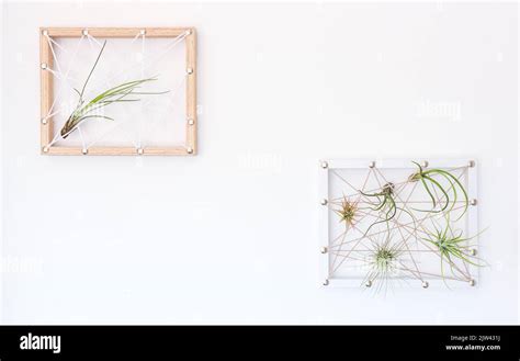 Different Kinds Of Tillandsia Air Plant In Hand Made Frame On White