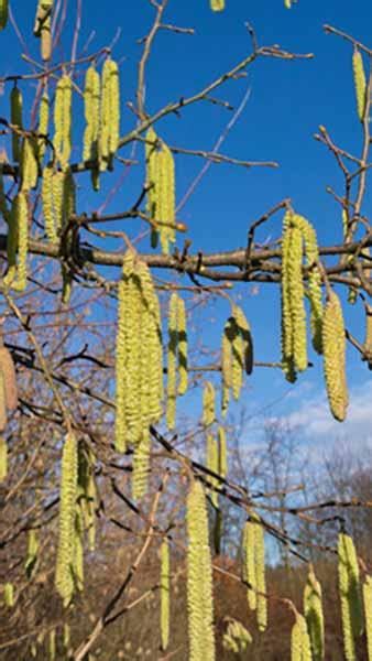 Corylus Avellana Common Hazel Tree Or Hedge For Sale Online