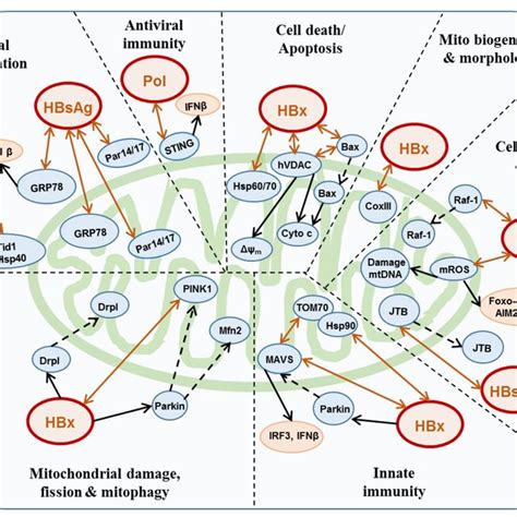 Interactions Between Hbv Proteins And Mitochondrial Proteins Hbx