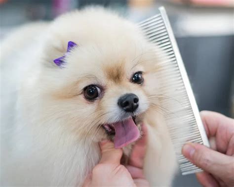 Cute Pomeranian Haircuts