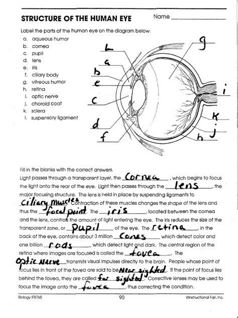 Structure Of The Human Eye Download Free Pdf Human Eye Cornea