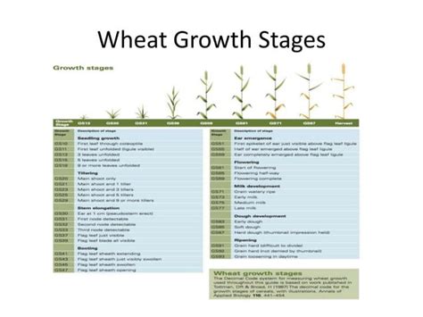 Zadoks Scale Or System For Plant Growth Ppt