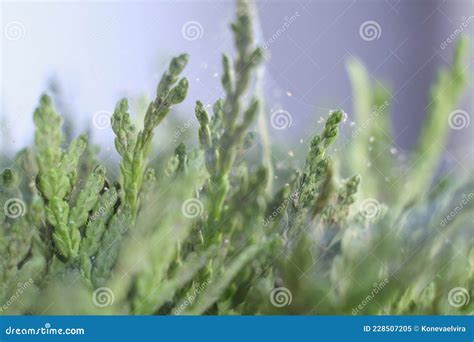 Close Up Shot Of Spider Mite Colony Tetranychus Urticae Stock Image Image Of Agriculture