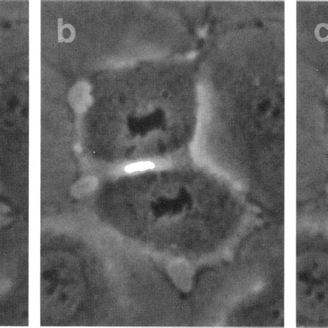 Appearance Of Two Cleavage Furrows In An Nrk Cell Perforated During Download Scientific Diagram