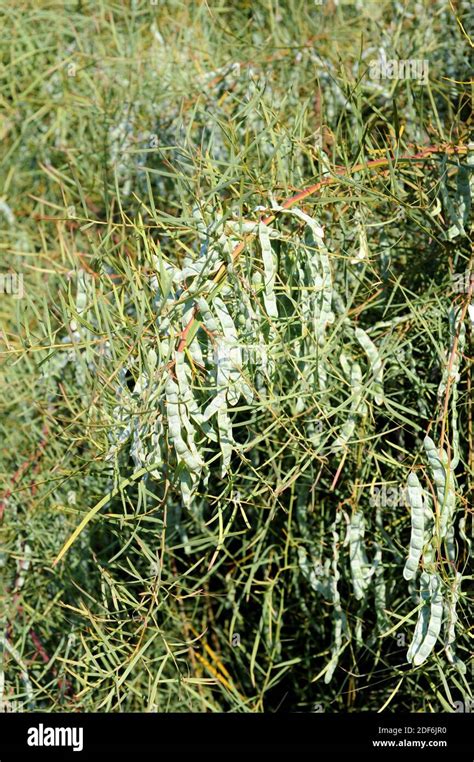 Willow Leaved Wattle Acacia Iteaphylla Is A Shrub Native To Central