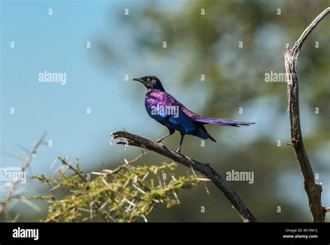 Ruppells Starling Banque De Photographies Et Dimages à Haute