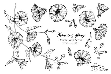 Collection of Morning Glory flowers and leaves 701759 Vector Art at ...