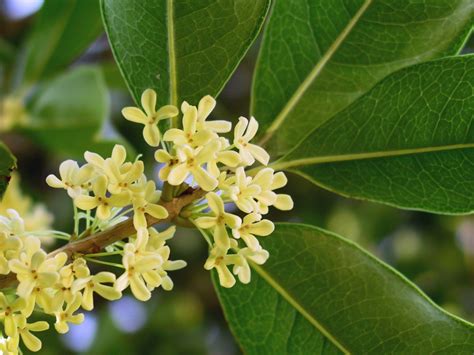 Osmanthus Fragrans UF IFAS Assessment University Of Florida