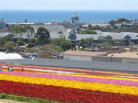 Carlsbad Flower Fields - TourGuideTim Reveals San Diego!