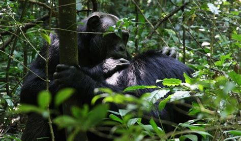 Days Nyungwe Forest National Park Safari Chimpanzee Tour